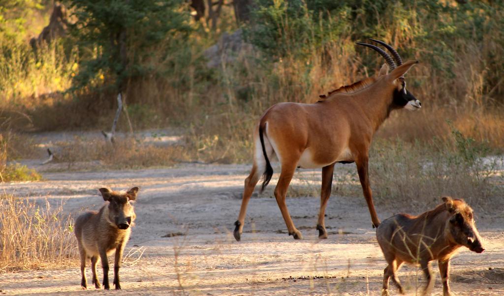 Fathala Wildlife Reserve Toubakouta 외부 사진